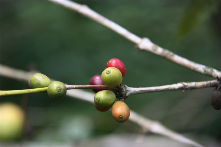 Picture Of Coffee Seed