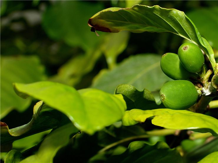 Picture Of Green Fresh Coffee Beans
