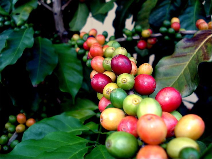 Picture Of Tree Of Coffee